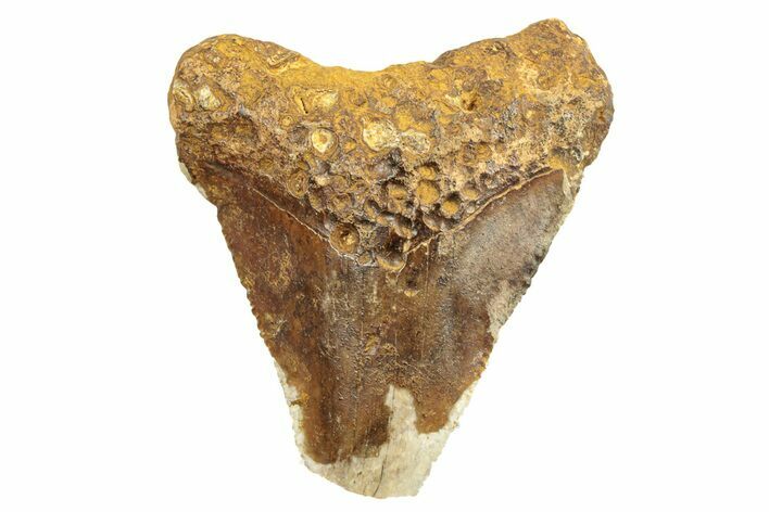 Serrated, Juvenile Fossil Megalodon Tooth From Angola - Unusual Location #258571